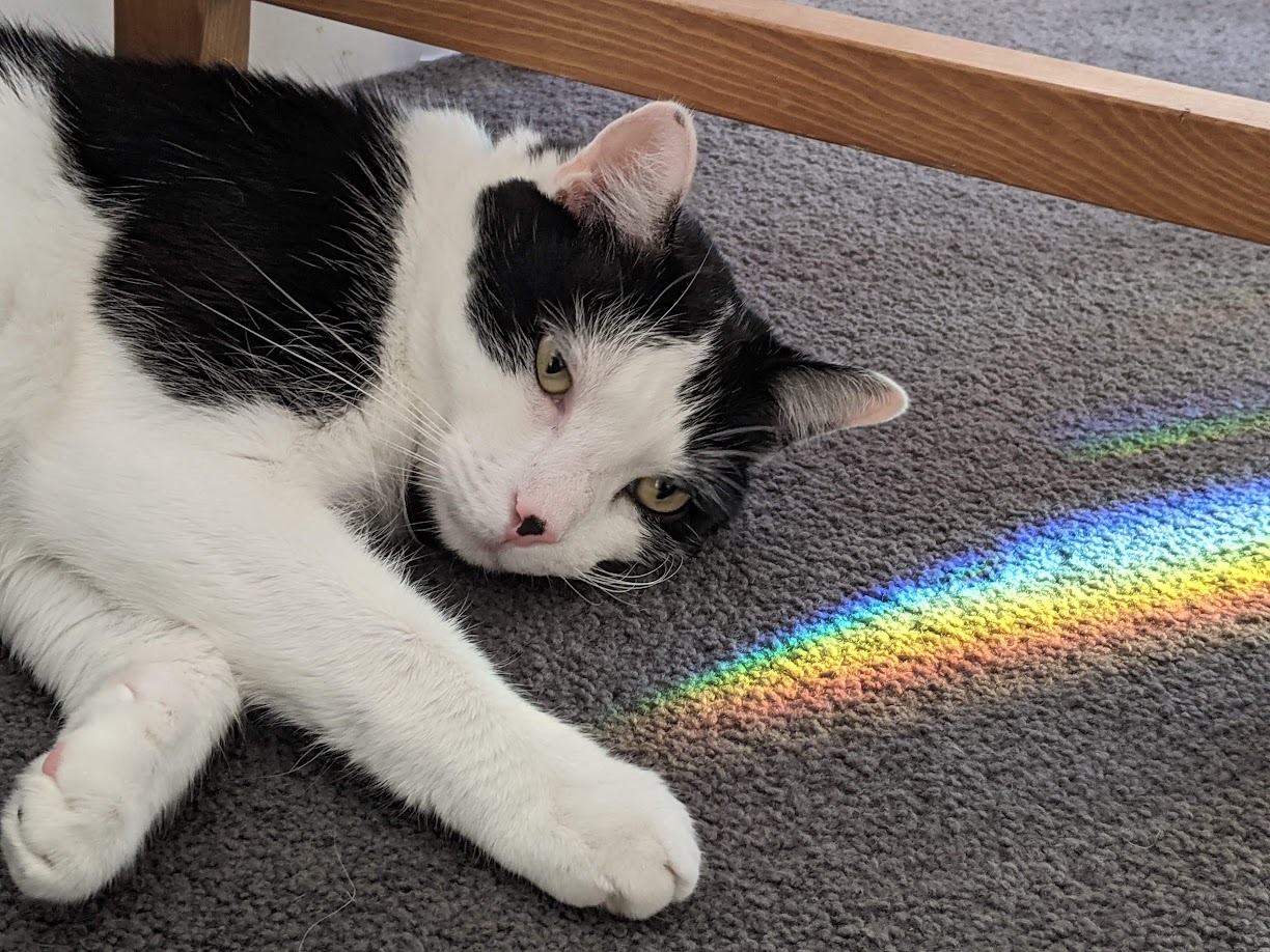 Ambrose a black and white cat lays on his side on the carpet. Light is shining through a nearby window causing a spectrum of light to show on the carpet next to him.