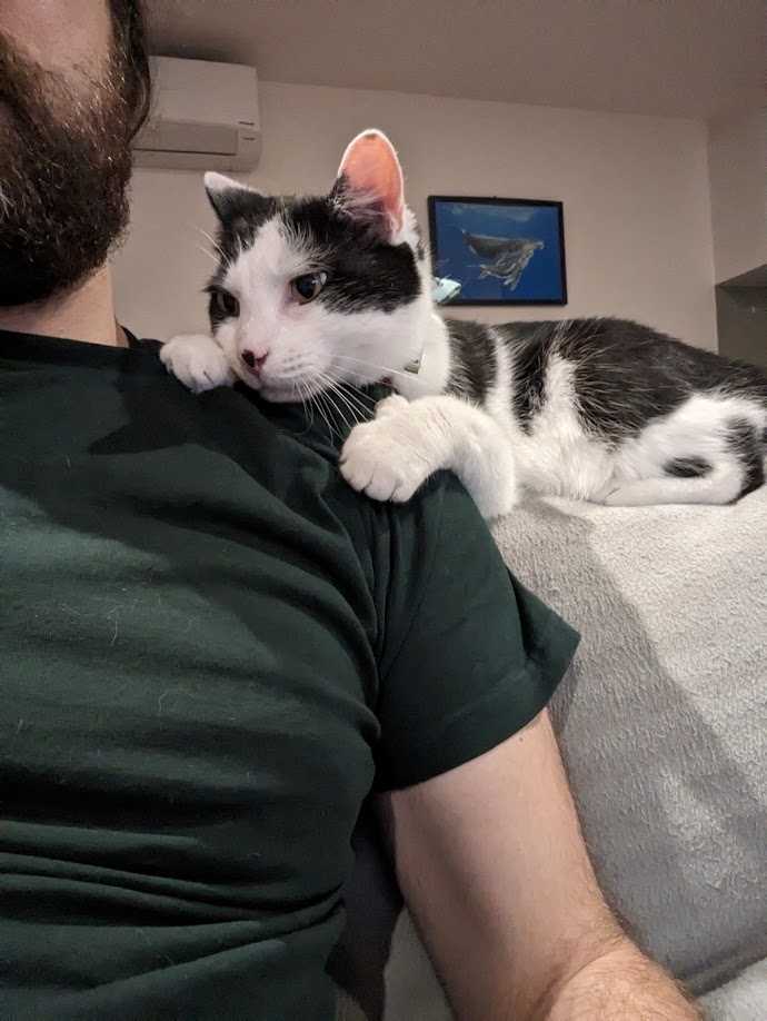 Ambrose a black and white cat is laying on the back of the couch next to me with his front paws lovingly resting on my shoulder.