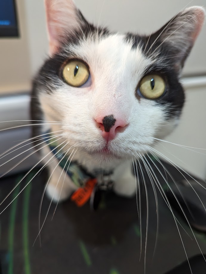 A close-up of Ambrose a black and white cat showing his beautiful yellow eyes and distinctive black dot on his otherwise pink nose.