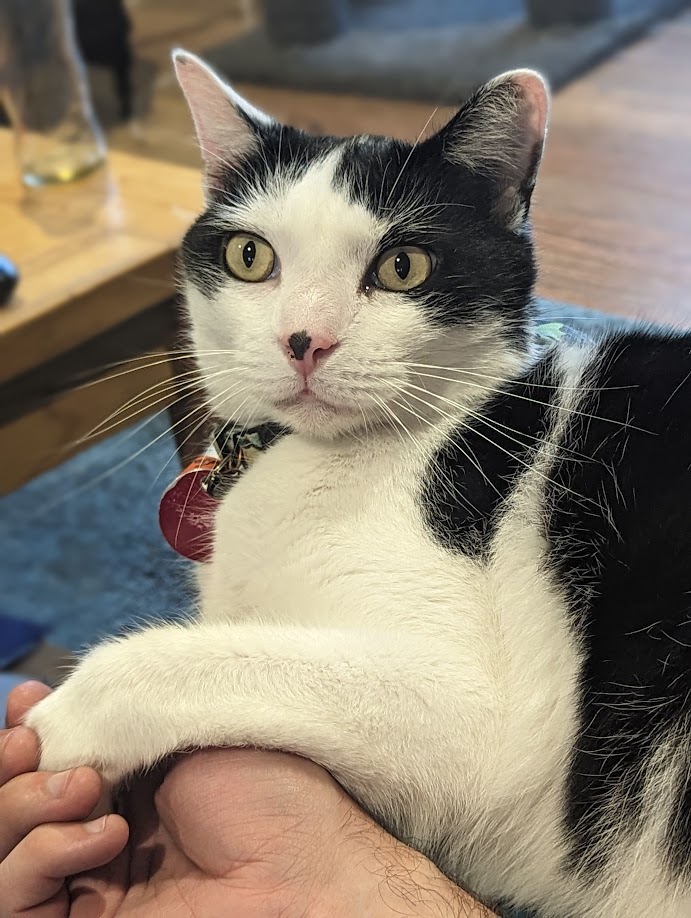 Ambrose a black and white cat laying on our couch next to me. His left front paw is placed in my open hand.