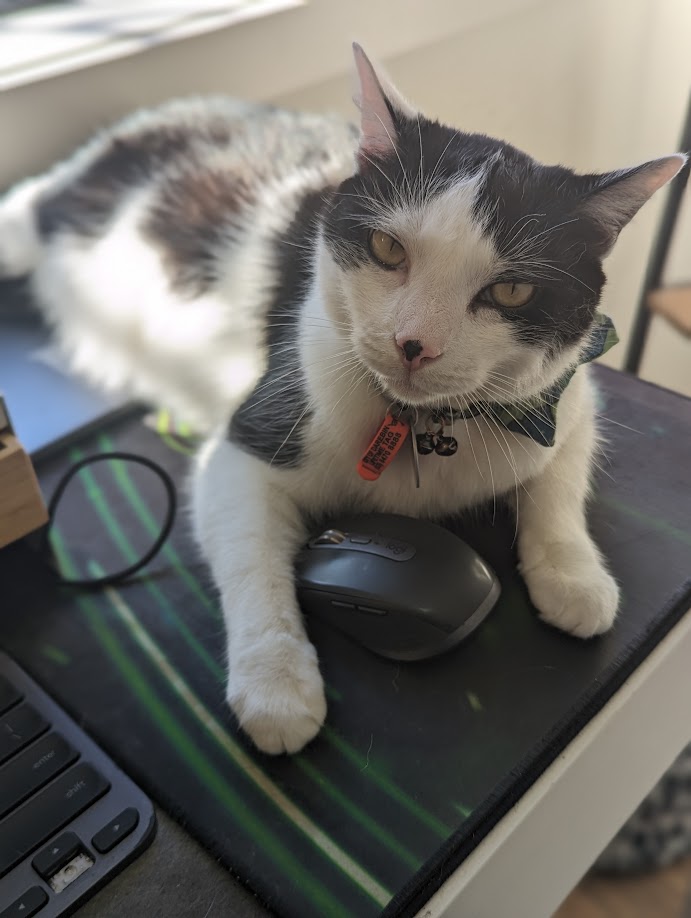 Ambrose a black and white cat is laying on my computer desk with my wireless mouse resting between his front paws.